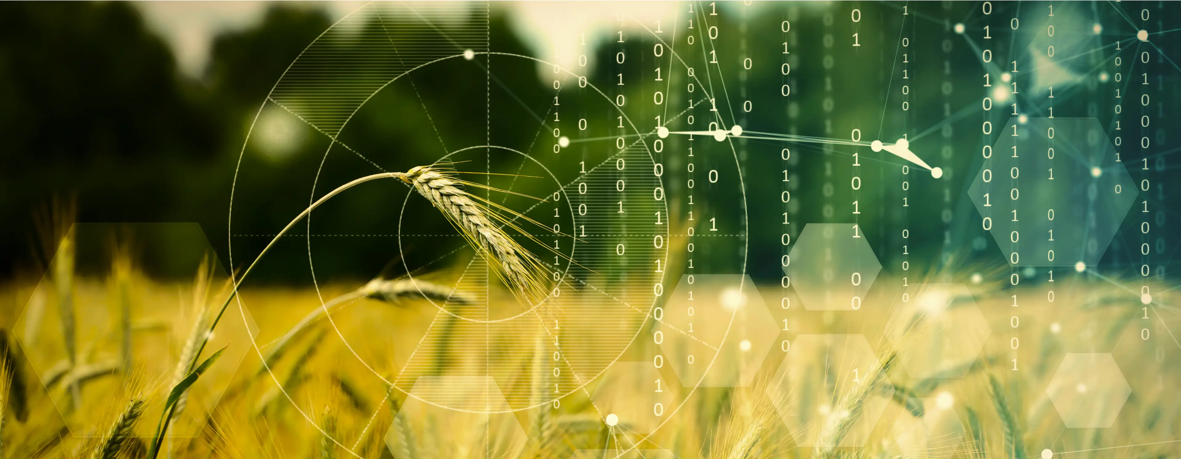 Foto de uma lavoura de Trigo com sobreposição de dados e código binário.