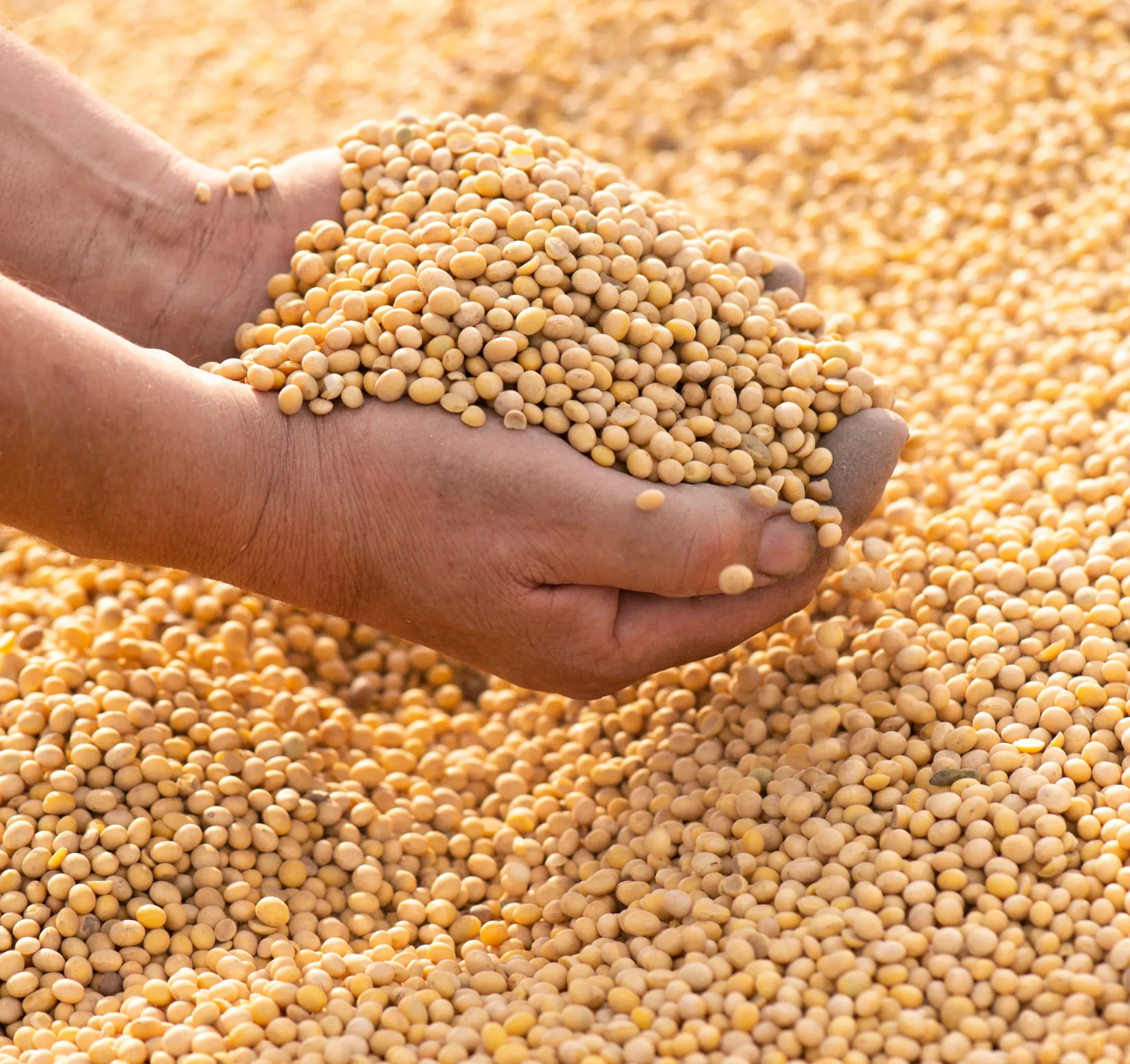 Mãos cheias de grãos de soja recém colhidos.